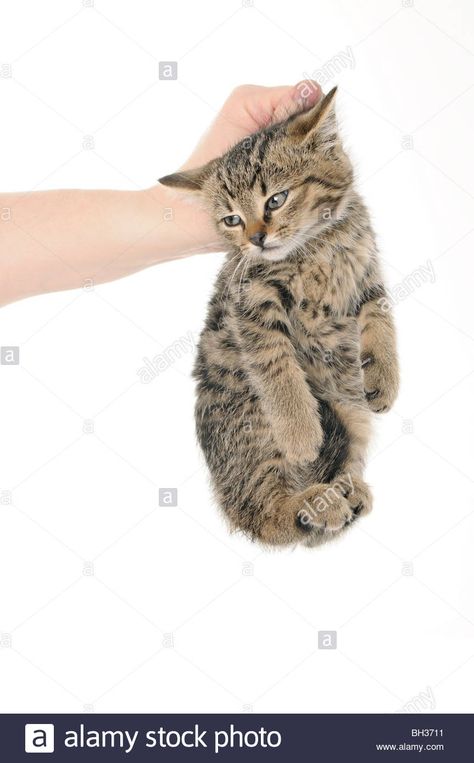 Download this stock image: A studio shot of a man holding a kitten by the scruff of the neck as a mother cat would - BH3711 from Alamy's library of millions of high resolution stock photos, illustrations and vectors. Cat Being Held By Scruff, Holding Cat By Scruff, Holding A Cat Reference, Holding Neck Pose, Person Holding Cat Drawing Reference, Holding Cat Reference, Man Holding Cat, Person Holding Cat, Holding Kitten