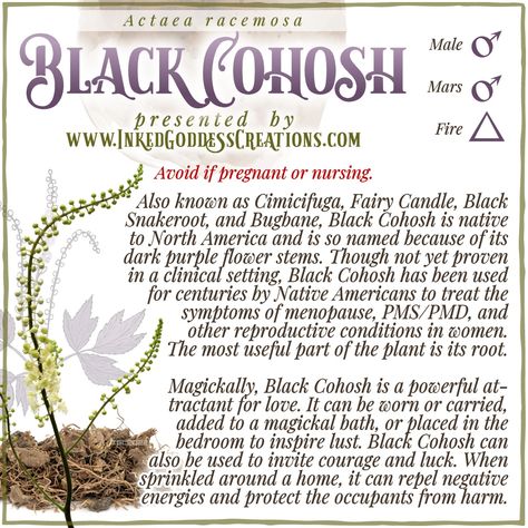 Black Cohosh Benefits, Medicinal Herbs Remedies, Herbal Witch, Fairy Candles, Magickal Herbs, Witch Herbs, Medical Herbs, Magic Herbs, Eclectic Witch