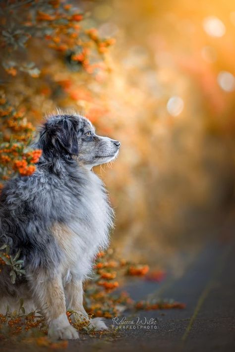 DOGS PHOTOGRAPHY | Canon EOS R6 Mark II & Sigma 135mm Art | Facebook Canon R6 Mark Ii, Canon R6, Dogs Photography, Orange Dog, American Shepherd, Photography Canon, Dog Photography, Canon Eos, Eos