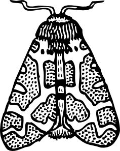 Moth Wings Closed Clip Art Closed Wings Tattoo, Moth Line Drawing, Closed Wings, Black And White Clip Art, Insect Coloring Pages, Butterfly Stencil, Moth Wings, Insect Wings, Canada Images