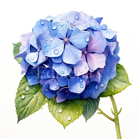 Hydrangea Clipart, Hydrangeas Art, Watercolor Hydrangea, Hydrangea Painting, Pink Hydrangea, Wedding Clipart, Flower Clipart, Digital Flowers, Beautiful Stickers