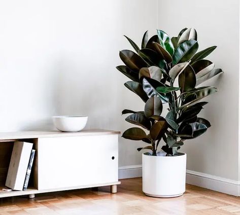 Rubber Tree Plant Care | Growing Rubber Plant Rubber Plant Care, Rubber Tree Plant, Plant Bud, Indoor Trees, Ficus Elastica, Rubber Plant, Rubber Tree, Air Purifying Plants, Houseplants Indoor