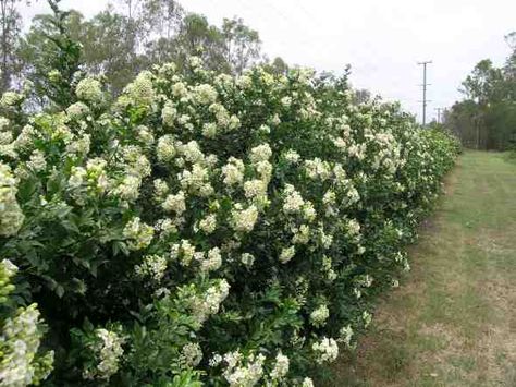 MURRAYA EXOTICA - Google Search Mock Orange Hedge, Murraya Paniculata Hedge, Murraya Exotica, Tall Hedge, Hedges Landscaping, Murraya Paniculata, Mock Orange, Herb Gardens, Garden Types