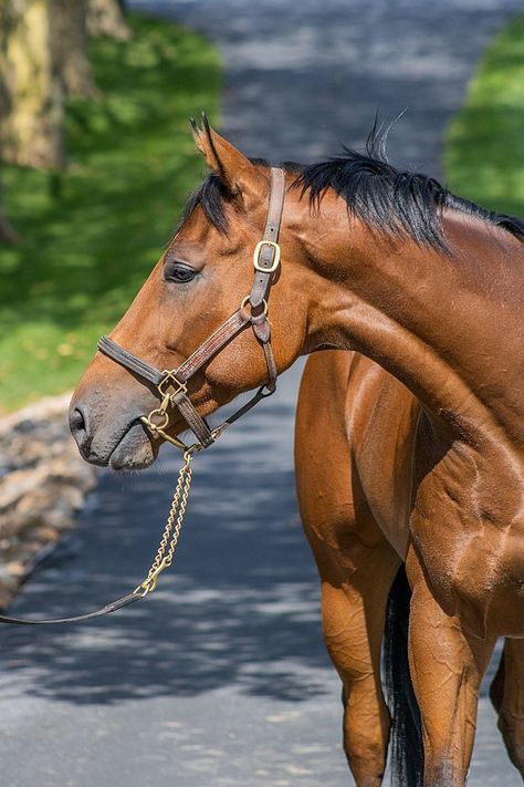 Light Bay Horse, Dutch Warmblood, Bay Horse, Beautiful Horses, City Lights, Violet, Horses, Road, Quick Saves