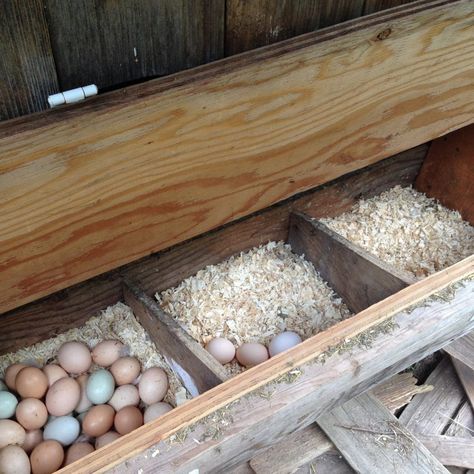 Chicken Laying Boxes, Chicken Coop Bedding, Chicken Bedding, Pine Shavings, Chicken Boxes, Chicken Roost, Chicken Nesting Boxes, Best Chicken Coop, Worm Farm