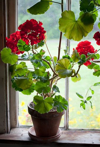 Window Scene (7287) | Geraniums in the window on a rainy day… | Flickr Potted Geraniums, Fall Planters, Red Cottage, Red Geraniums, Container Gardening Vegetables, Container Flowers, Kitchen Area, Container Plants, Window Sill