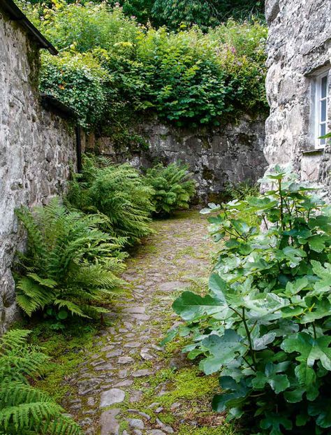 Garden Shade, Small Courtyard Gardens, Courtyard Gardens, Garden Inspo, Woodland Garden, Garden Pathway, Garden Path, Natural Garden, Side Yard