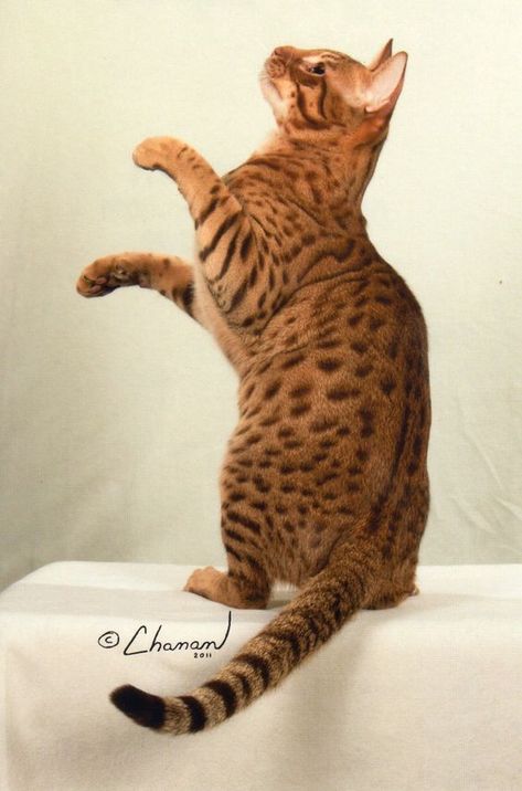 Cat With Paws Up, Cats Standing Up, Cat Action Poses, Cat Sitting On Shoulder, Cat Reaching Up, Dynamic Cat Poses, Cat Being Held, Cat Movement, Cat Reference Photo