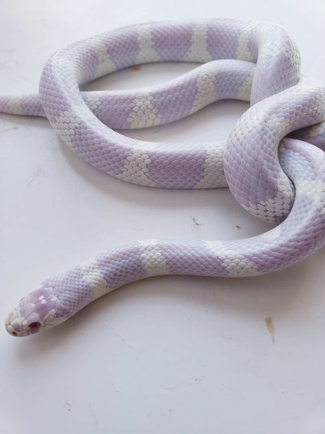 Lavender albino California king snake. Beautiful! California King Snake, King Snake, Cool Snakes, Pretty Snakes, Albino Animals, Corn Snake, Cute Snake, Cute Reptiles, Pet Snake