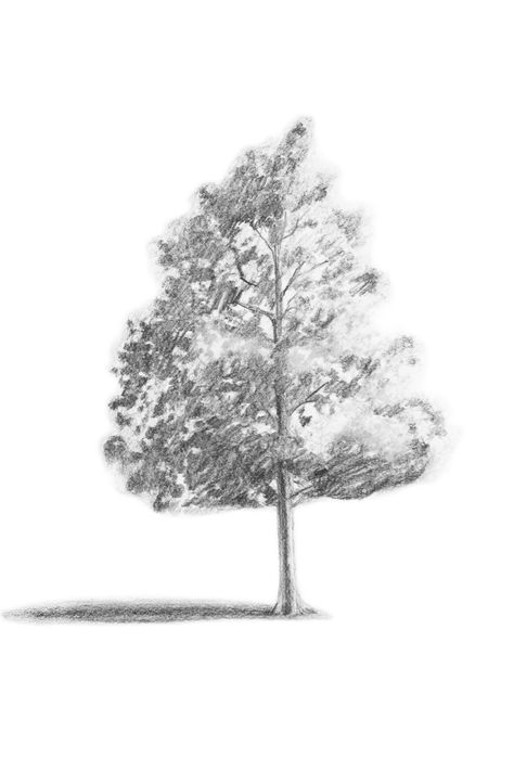 Tree Drawing Simple, Pine Tree Drawing, Tree Drawings Pencil, Realistic Eye Drawing, Pencil Trees, Simple Tree, Tree Sketches, Pencil Shading, Tree Drawing