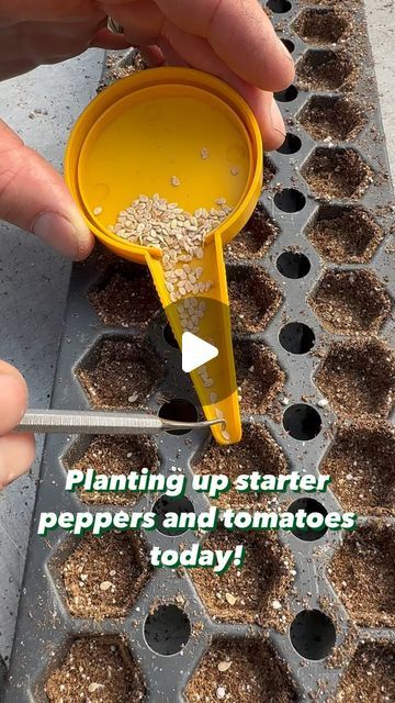 Sharkey’s Greenhouses on Instagram: "Planting up about 1,000 starter peppers and tomatoes today.

These are started a month early for our customers who want to get a big head start for their garden vegetables.

#beatyourneighbor #gardenvegetables #seedingtomatoes #startingseeds #seeding #seeds #tomatoes #tomatoes🍅 #peppers #greenhouselife" Growing Gardens, Garden Vegetables, Big Head, Seed Starting, Greenhouses, Head Start, Vegetable Garden, Peppers, A Month