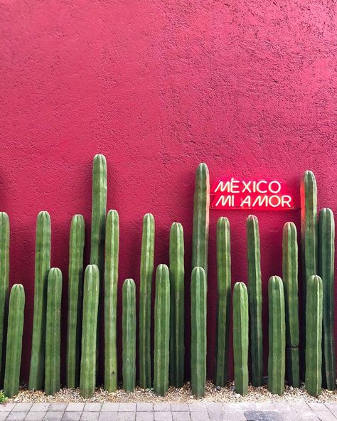 Mexico Mi Amor #CDMX Cactus Mexico, Romantic Vacations, Mexico Vacation, Cactus Garden, Mexican Style, Mexican Restaurant, Mexican Art, Beautiful Places In The World, Mexico Travel