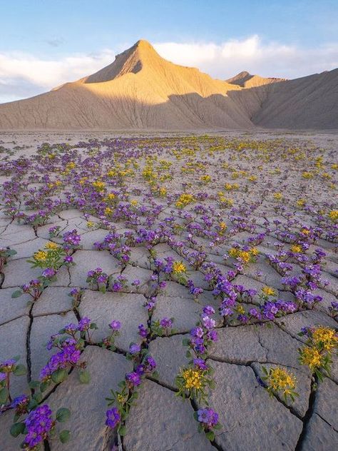 Chile Trip, Desert Paradise, Perry Poetry, Red Desert, Desert Travel, Desert Flowers, Indigenous Americans, Cottage Charm, Swimming Swimsuit