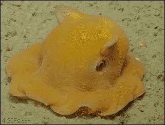 Opisthoteuthis adorabilis. Adorabilis Octopus, Octopus Video, Octopus Gif, Flapjack Octopus, Dumbo Octopus, Nosara, Funny Animal Photos, Camera Shy, 웃긴 사진