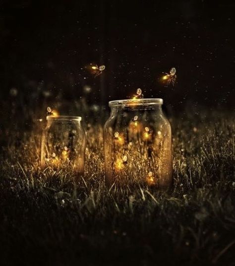 Firefly, Fairy Lights, At Night, Adobe Photoshop, To Create, Photoshop