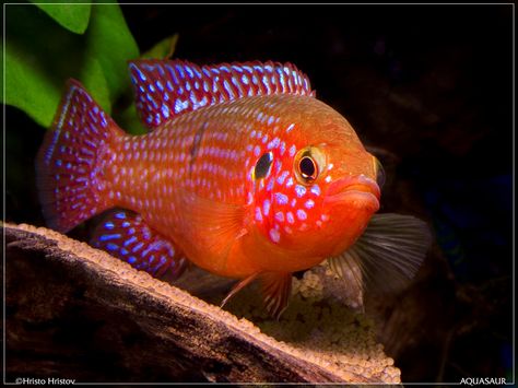 African Cichlid - Hemichromis Lifalili | nice fish, but i don't think it's an african. i have one & i'm pretty sure it's a jewel. Jewel Cichlid, Aquarium Algae, Cichlid Aquarium, Cichlid Fish, Artificial Reef, Tropical Freshwater Fish, Tropical Aquarium, African Cichlids, Freshwater Aquarium Fish