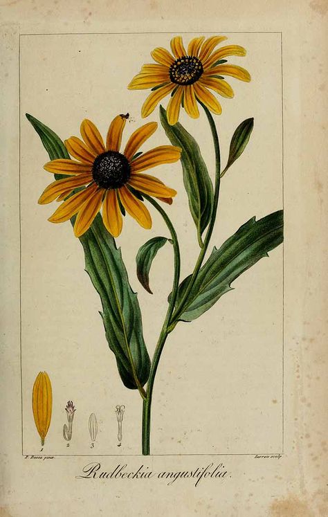 Rudbeckia angustifolia (L.) L. Fauna Illustration, Sunflower Illustration, Botanical Collage, Flower Print Pattern, Art Connection, Vintage Sunflower, Flower Painting Canvas, Botanical Illustrations, Scientific Illustration