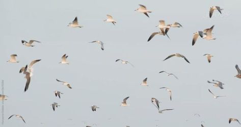 Flock Of Seagulls Flying Through The Sky. by Maryanne Gobble [Video] [Video] | Birds flying, Lonely art, Birds in the sky Pegion Bird Flying Video, Flying Birds Png Video, Birds Flying Videos In The Sky, Sky With Birds, Birds Flying In The Sky, Flock Of Birds Flying, Birds Video, Flock Of Seagulls, Seagulls Flying