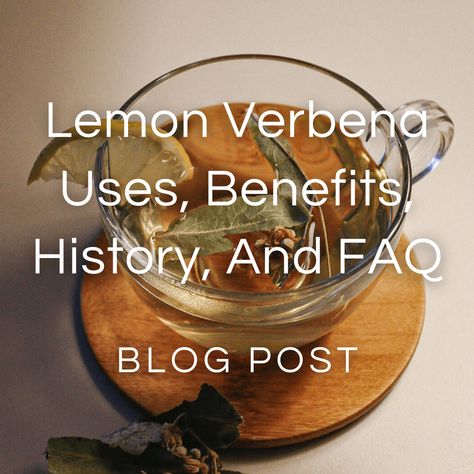 Lemon Verbena FAQ — Zhi Herbals Lemon Verbena Uses, Lemon Verbena Recipes, Lemon Verbena Plant, Lemon Verbena Tea, Verbena Plant, Storing Lemons, Benefits Of Lemon, Lemon Health Benefits, Buttery Shortbread Cookies