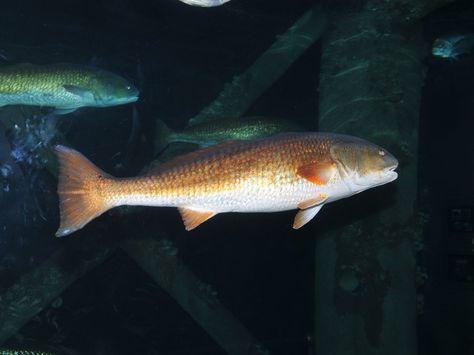 Red Drum | red drum sciaenops ocellatus downtown aquarium houston tx usa 2013 Red Drum Fish, Houston Tx, Wonders Of The World, Fish Pet, Drums, Houston, Fish, Red, Animals