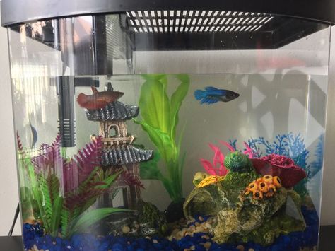 How to Make a Female Betta Community: 7 Steps (with Pictures) Female Betta, Workout Beginner, Buy Fish, Fish Tanks, Bodyweight Workout Beginner, Betta Fish, Bodyweight Workout, Aquarium Fish, Fishing Boats