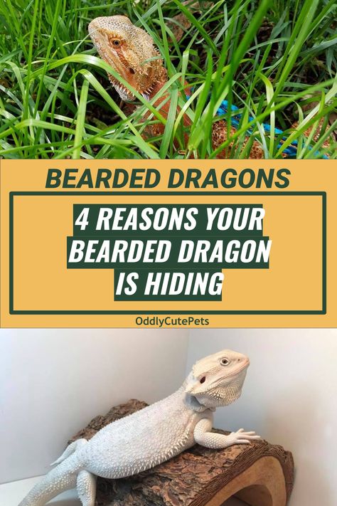 Types Of Bearded Dragons, Fancy Bearded Dragon, Diy Bearded Dragon Enclosure, Dragon Types, Bearded Dragon Diy, Bearded Dragon Enclosure, Bearded Dragon Terrarium, Bearded Dragon Funny, Bearded Dragon Cage