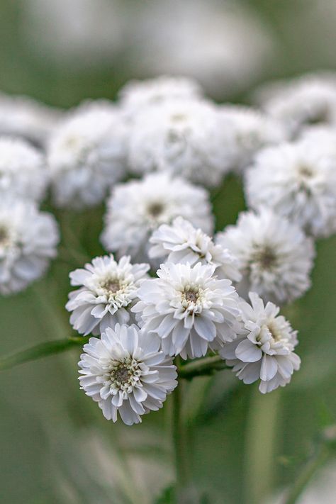 Achillea ptarmica, 'The Pearl' Achillea Ptarmica, Place Wedding, Seed Catalogs, Flower Ideas, Garden Flowers, Cut Flowers, Cream White, Seeds, Plants