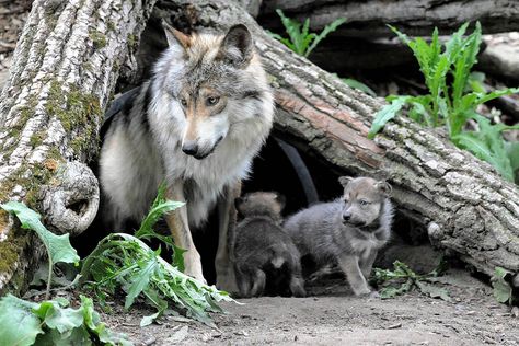 Wolf With Cubs, Mexican Wolf, Mexican Gray Wolf, Wolf Therian, Gray Wolf, Pretty Animals, Grey Wolf, Wolves, Husky