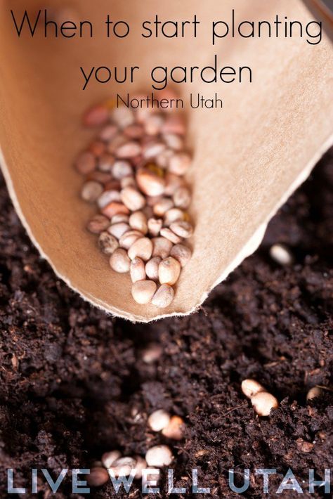 When to start planting garden in Utah livewellutah.org Utah Gardening, Gardening Basics, Planting Garden, Plant A Garden, Northern Utah, When To Plant, Gardening Trends, Home Vegetable Garden, Organic Gardening Tips