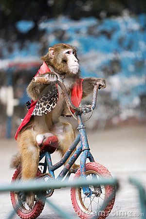 Is this monkey happy?  I think not. Circus Monkey, Old Circus, Halloween Circus, Circus Train, Circus Wedding, Night Circus, Circus Animals, Clowning Around, Circus Theme