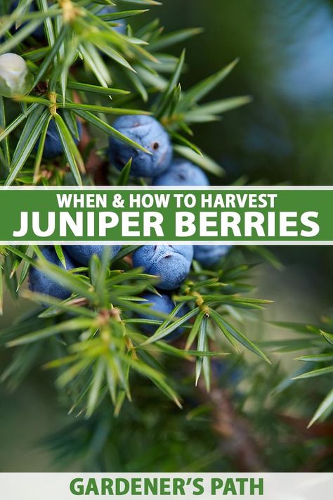 A close up vertical image of a cluster of ripe juniper berries growing in the garden pictured on a soft focus background. To the center and bottom of the frame is green and white printed text. Juniper Plant, Soap Berries, Wild Food Foraging, Preserving Herbs, Juniper Berries, Berries Recipes, Growing Plants Indoors, Juniper Berry, Wild Food