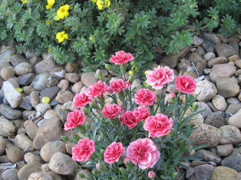 Classic carnations Cut Flower Farm, Diy Lawn, Bloom Where You Are Planted, Cut Flower Garden, Carnation Flower, Flower Landscape, Plant Identification, Beautiful Flowers Garden, Love Garden