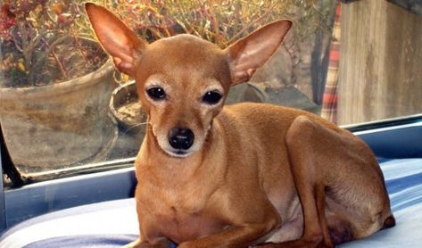 10 Things You Didn't know about the Deer Head Chihuahua Deer Chihuahua, Deer Head Chihuahua, Russian Bear Dog, Types Of Chihuahua, Apple Head Chihuahua, Chihuahua Photos, Chihuahua Breeds, Baby Chihuahua, Dog Fun