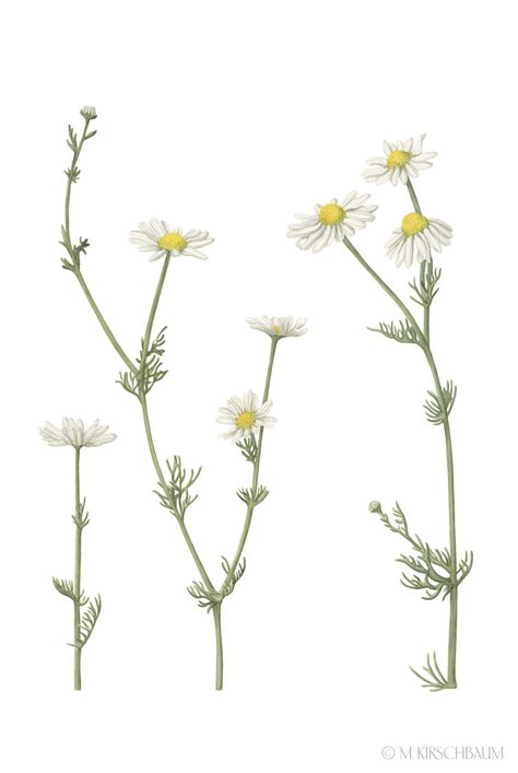 #camomile Camomile Tattoo, Camomile Drawing, White Flowers Drawing, Camomile Illustration, Chamomile Drawing, Chamomile Watercolor, Chamomile Illustration, Daisy Flower Drawing, Aster Tattoo