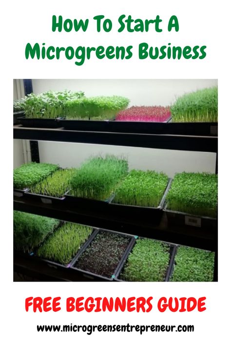 Microgreens Business Ideas, Indoor Farming At Home, Starting Microgreens, Microgreens Business, Microgreen Business, Microgreens Garden, Hydroponic Grow Systems, Growing Sprouts, Micro Garden