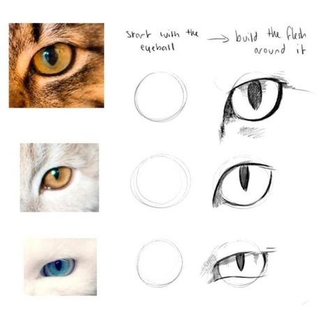 Cat Eyes Reference Drawing, Cat Eyes Reference, How To Draw Cats Step By Step, Cat Eye Drawing, Cat Pupils, Cat Eyes Drawing, Eyes Reference, How To Draw Steps, Eye Sketch