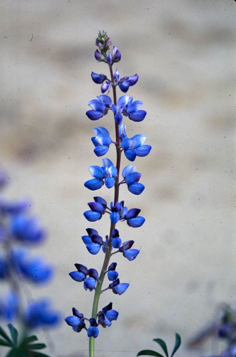 Wild Lupine California Lupine, Lupinus Perennis, Anna Tattoo, Montana Wildflowers, Bluebonnet Tattoo, Wild Lupine, Floral Watercolor Tattoo, Larkspur Tattoo, Plant Reference