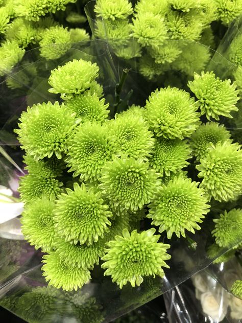 This flower I believe is a chrysanthemum variant November Bujo, Green Chrysanthemum, Chrysanthemum Bouquet, Chrysanthemum Flower, Green Flowers, Chrysanthemum, Planting Flowers, Pinterest Likes, Herbs