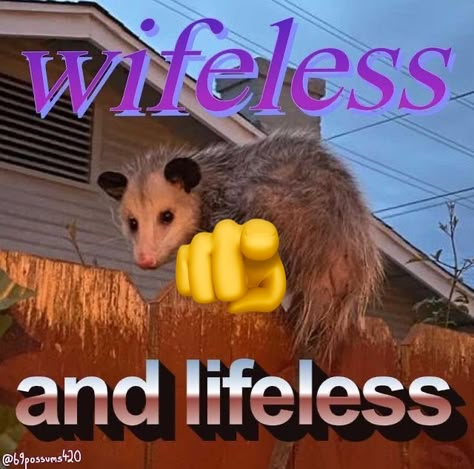 calling you a loser Positive Possum, Silly Possum, Pet Possum, Possum Memes, Possum Funny, Awesome Possum, Raccoon Funny, Trash Panda, Racoon