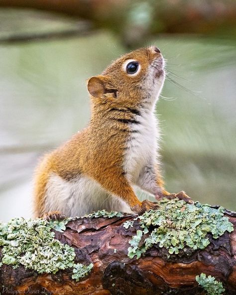 The lovely American red squirrel. This one was shot in Cap-pelé in Canada. One of three species known as the pine squirrels, they feed primarily on the seeds of conifer cones. The rodents can be found across the North American continent where they can be found in abundance and are not of conservation concern throughout much of their range. #EarthCapture by @podupuis.photography . . . . . #squirrel #america #americanwildlife #wildlifephotography #wildlife_shots #wildlife #nature #naturelovers # American Red Squirrel, Conifer Cone, American Continent, Red Squirrel, Wildlife Nature, Rodents, Squirrels, Wildlife Photography, Animals And Pets