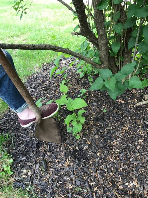 How to Propagate Lilacs: A Step-by-Step Guide — Gardening, Herbs, Plants, and Product Reviews How To Prune Lilac Bush, Care For Lilac Bushes, Propagating Lilacs, Propagate Lilac Bush From Cuttings, Transplanting Lilac Bush, Hydroponic Gardening Diy, Harvesting Lilac Flowers, Gardening Herbs, Lilac Plant