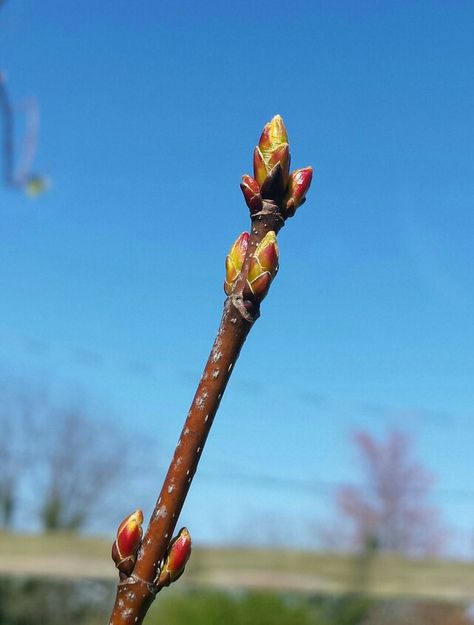 Maple tree leaf buds Maple Tree Leaf, Classroom Tree, Tree Buds, Tree Magic, Bare Tree, Sugar Maple, Maple Tree, Gods Creation, Tree Ideas