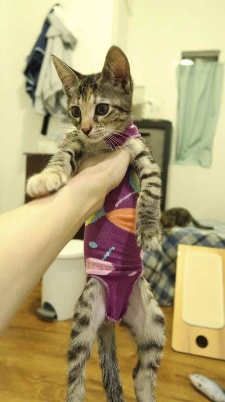 7 DIY Cat Onesies You Can Make Today (with Pictures) | Hepper Diy Cat Recovery Suit, Onesie For Cat After Surgery Diy, Cat Clothes Diy Free Pattern, Onesie Diy, Cat Neutering, Cat Onesie, Diy Cat, Here Kitty Kitty, Cat Diy