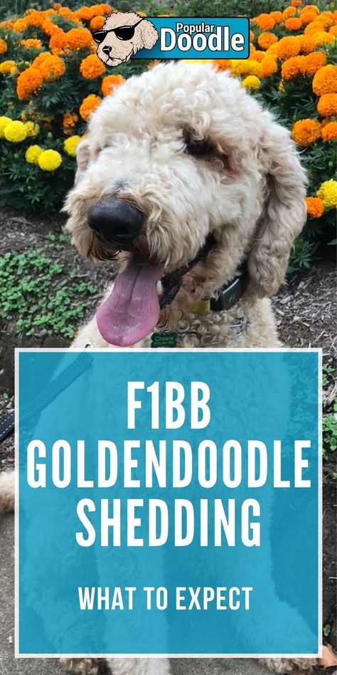 F1bb Goldendoodle Mini, F1bb Goldendoodle, Goldendoodle Full Grown, Brown Goldendoodle, English Goldendoodle, Doodle Dog Breeds, Red Goldendoodle, Poodle Mix Breeds, Poodle Mix Puppies