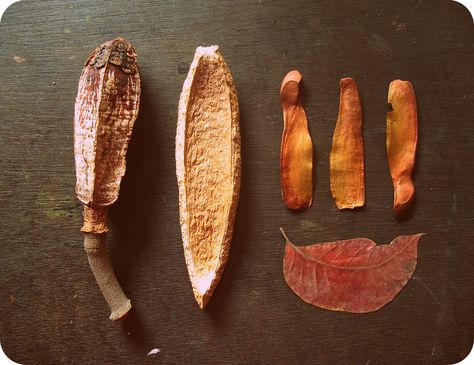 the plum tree: Mahogany pod, seeds and leaf photographed by Priya Sebastion. Mahogany Tree, Seed Pod, Plum Tree, Seed Pods, Botanical Prints, Plum, Seeds, Wood, Plants