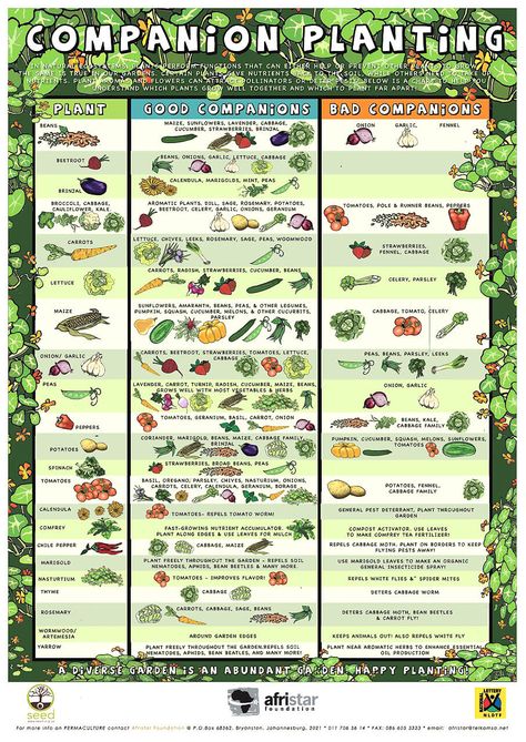 Companion Planting Reference Guide – Garden Tower Planting Layout, Companion Planting Guide, Common Garden Plants, Companion Planting Chart, Companion Planting Vegetables, Garden Companion Planting, Tattoo Plant, Planting Guide, Garden Layout Vegetable