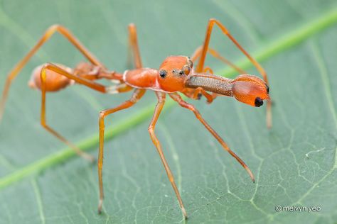 Weaver Ant, Mirror Spider, Hunter Spider, Crab Spider, Jumping Spider, Flying Insects, Beautiful Bugs, Arthropods, Creepy Crawlies