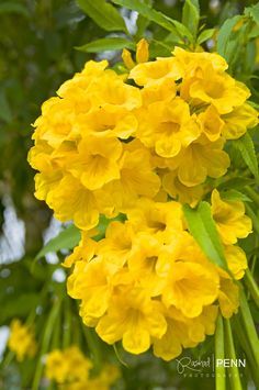 The yellow elder flower the national flower of the Bahamas Tecoma Plant, Yellow Elder Flower, Elder Flower, Amazing Plants, Bahamas Travel, National Flower, Good Morning Flowers Gif, Flower Meanings, Floral Arrangements Diy