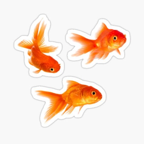 Redbubble Fish Stickers, Sticker Design Inspiration, New Sticker, Goldfish, Fish Pet, Sticker Design, Vinyl Decal Stickers, Vinyl Decal, Fish