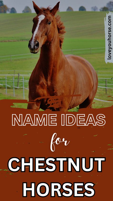 Searching for the perfect Chestnut Horse Names? Look no further!

From nature-inspired choices to mythological wonders, we’ve curated a list that’s sure to spark your imagination.

Whether you’re drawn to classic Chestnut Horse Names like Rusty and Ginger or seeking something more unique like Phoenix or Saffron, you’ll find inspiration here.

Dive into this treasure trove of Chestnut Horse Names and discover the ideal moniker that will make your horse stand out in the stable and beyond! Horse Name Ideas, Best Horse Names, Horse Names, Name Inspiration, Chestnut Horse, Name Ideas, Chestnut, Nature Inspired, Phoenix